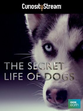 A kutyák titokzatos élete (2013) online film