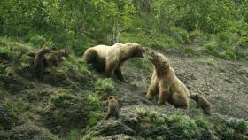 Grizzly-birodalom (2016) online film